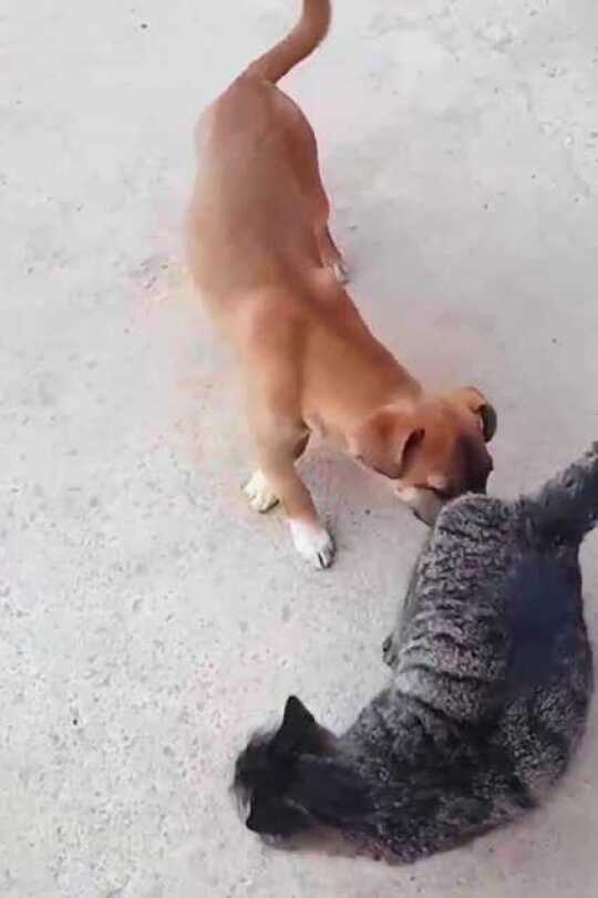 最新猫狗视频,最新猫狗视频，动物亲密关系的展现与思考