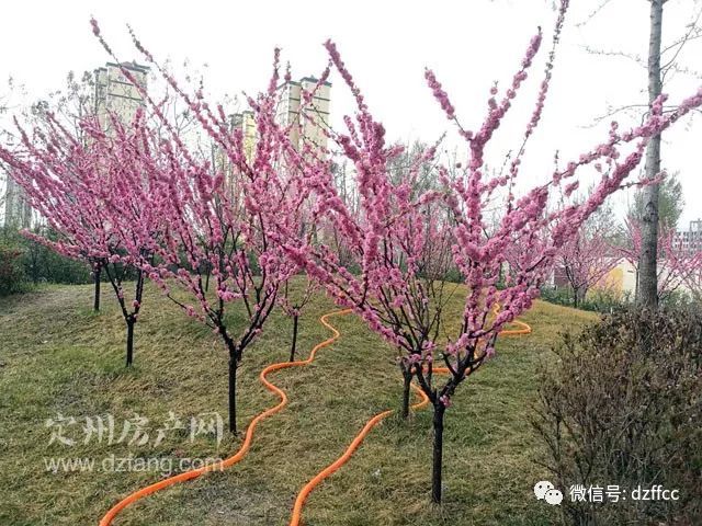 定州鹏洲丽城最新动态深度解析，进展与多方观点汇总